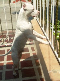 Orion pitbull 8 meses